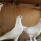 حمام زينه