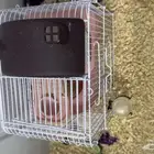 هامستر للبيع