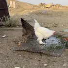 دجاج براهما نظيف ومنتج