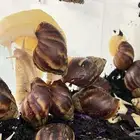 حلزون فل كولاجين للبشره
