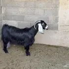 معزاء عوارض طيبه