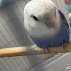 روز للبيع