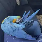 مكاو للبيع متكلم