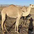 بكره مهجنه