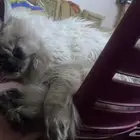 قط شيرازي للرعاية لمدة شهر ونصف فقط لأجل السفر