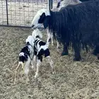 نجد دفيع ولد