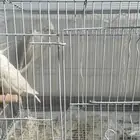 زوج كروان ابيض
