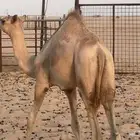 قعدان