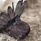 حمام هولندي شماسي