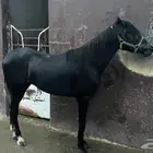 مهر شعبي للبيع