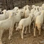 بهم تربيه مراح واحد طرف وشعره بيضاء وفل شحم( تم البيع )