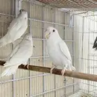 فردات روز البينو وفالو