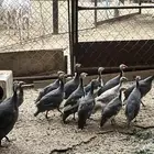 دجاج حبشي الذي يسمى (حجل )