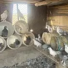 حمام فرنسي