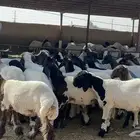 مشاءالله تبارك الله جذعات فاخرة