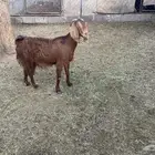 عنز للبيع عارضيه