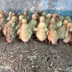 صوص بط بكيني