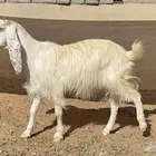 عنز مطوره تامه عاقر