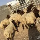 تمايم