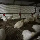 سمان تكساس العملاق