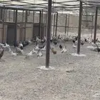 دجاج بلدي وفيومي بياض للبيع