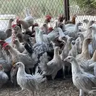 دجاج فيومي ماشاءالله صحه ونظافه على الشرط الموقع الأحساء