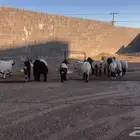 بهم نعيم حول 15 كله خرفان ماعدا يمكن 4 رخال