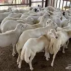 طليان رفيدي نفس الحري بالظبط كلها اعمارها جذعان العدد 42