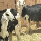 رخال صنف طيب