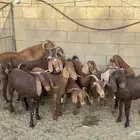 معزا صغار سن