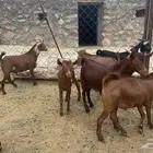 تيوس