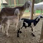 شاة سواكنية متبع بتوم