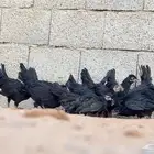 دجاج بلدي اسود ملكي