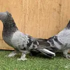 حمام تركي