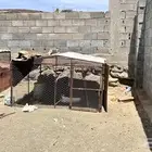 للبيع شبوك دجاج