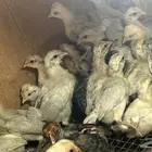 صيصان فيومي ألمنيوم وفيه بلدي الموقع الأحساء القرين