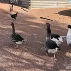 للبيع وز