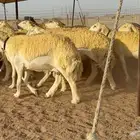 ما شاء الله وتبارك الله اعرض لكم غنم حريات رخال