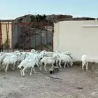 بهم خرفان ورخال سمان وطيبه ونضاف