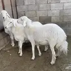 خرفان مناسبات العدد 3