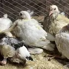 زغاليل لاحم فرنسي