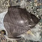 هايبوزا