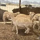 للبيع ضان حرش 7تحتها 2 والباقي دفيع مفاصيل
