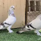حمام تركي