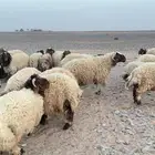 عدد 57 ذبايح نعيم طيبة
