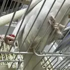 جوز روز منتج