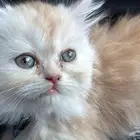 قطط للبيع
