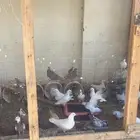 حمام اجوز البيع جملة