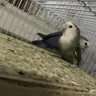 للبيع زوج روز ماشالله
