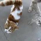 قطط شيرازيه تبني